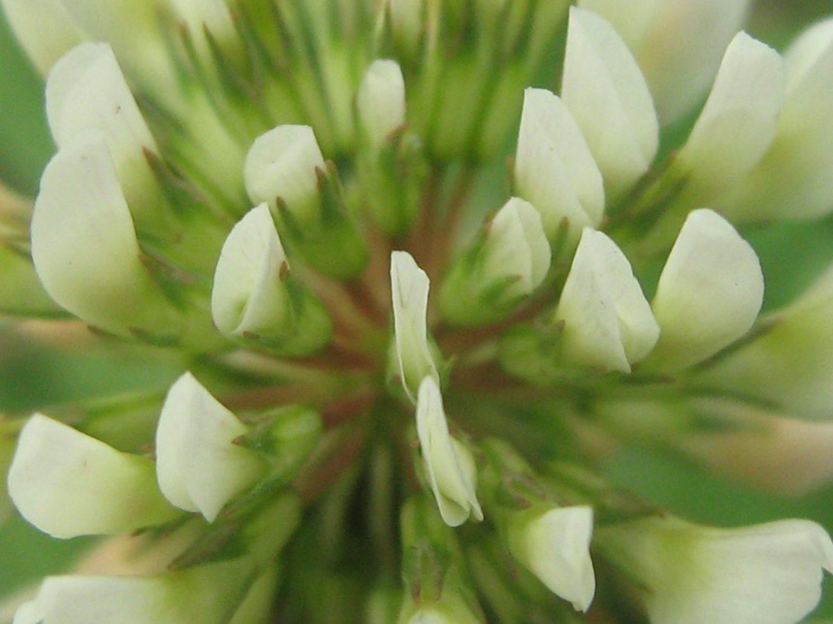 Captured using Canon PowerShot A460